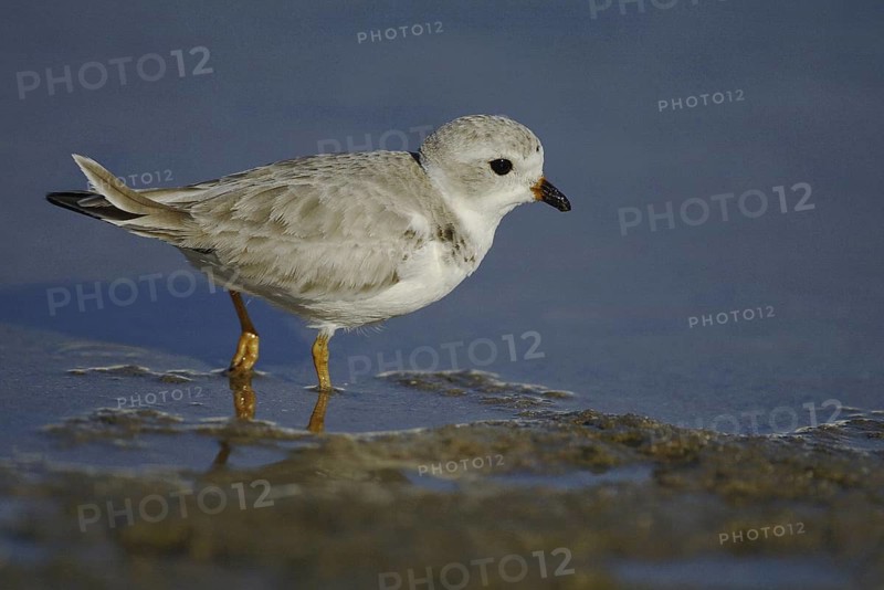 Piping Plover (Charadrius melodus), Florida, USA