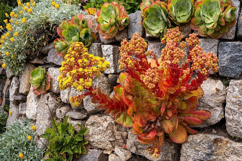 Garden of St Michaels Mount. Various succulents, yellow flowers. St Michael's Mount, Marazion, Cornwall, England, Great Britain