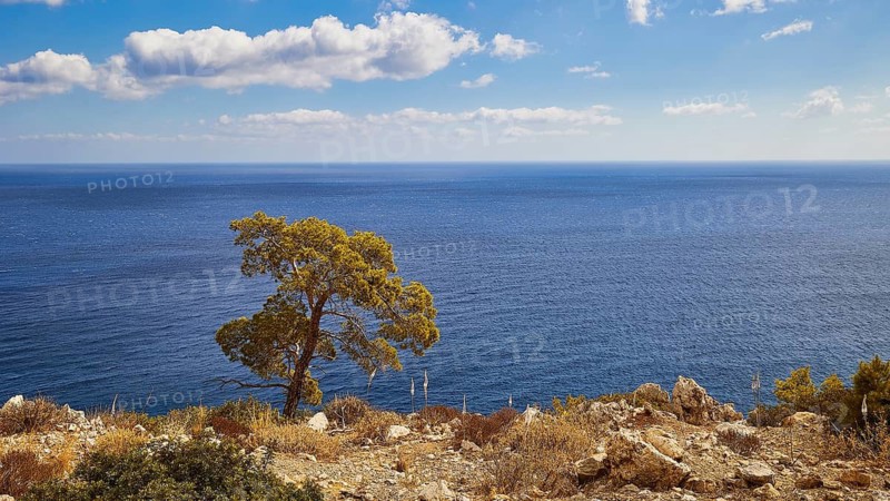 Tree on a rocky cliff in front of a wide blue sea under a slightly cloudy sky, near Kato Lakkos Beach, Kato Lakkos, East Coast, Karpathos, Dodecanese, Greek Islands, Greece