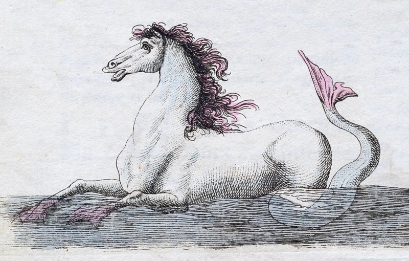 Seahorse, mythical creature, hand-coloured copperplate engraving from Friedrich Justin Bertuch's picture book for children, Vienna 1801