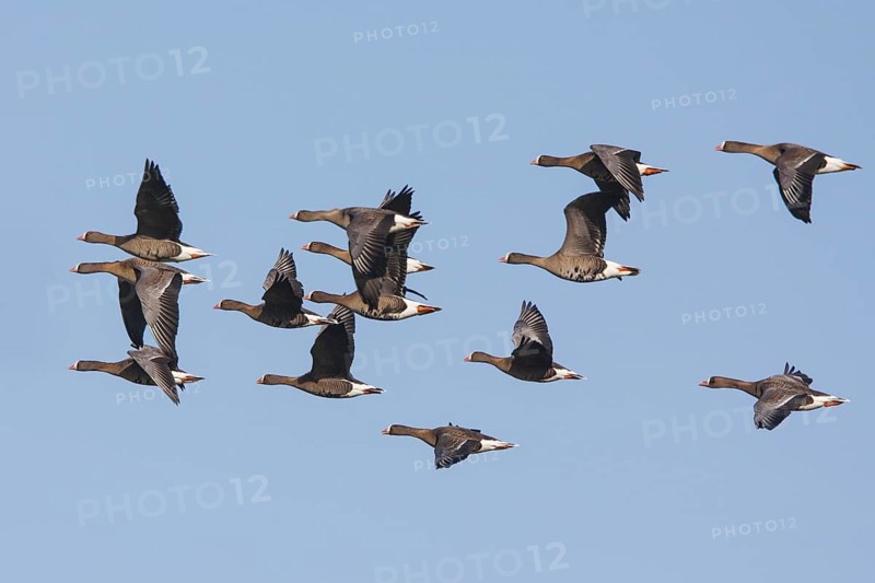 Lesser White-fronted Goose (Anser erythropus) flying, Netherlands