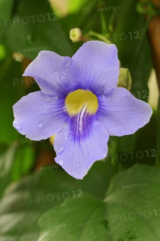 Bengal clockvine (Thunbergia grandiflora), flower, ornamental plant, native to Asia