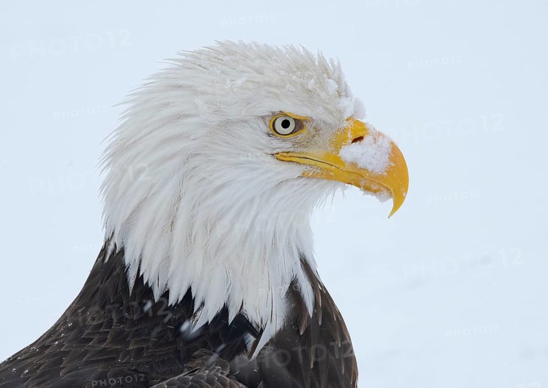 Bald Eagle (Haliaeetus leucocephalus), Alaska, USA