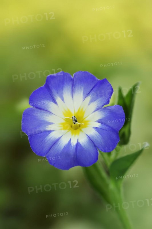 Tricolour bindweed or tricolour bindweed (Convolvulus tricolor), flower, North Rhine-Westphalia, Germany