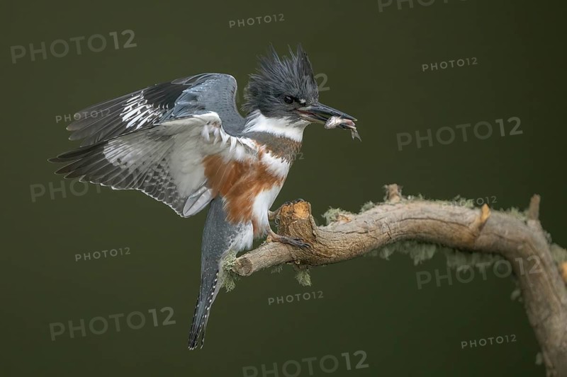 Belted Kingfisher (Megaceryle alcyon) female perched on a branch with a fish prey in its beak, Colorado, USA