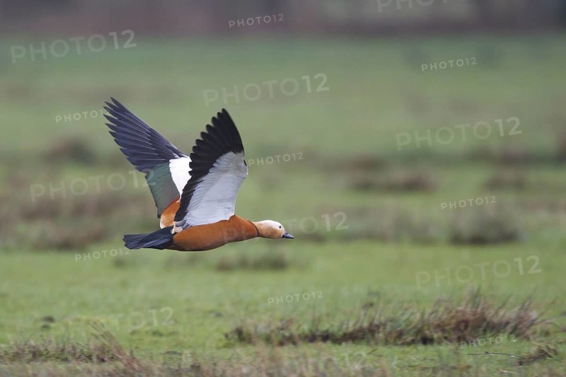 Ruddy Shelduck (Tadorna ferruginea) flying, North Rhine-Westphalia, Germany