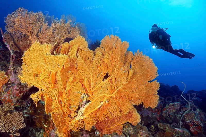 Diver looking at Large Anella Gorgonian (Anella), (Subergorgiidae), soft coral on reef drop-off, Great Barrier Reef, Unesco World Heritage Site, Coral Sea, Coral Sea, Pacific Ocean, Cairns, Queensland, Australia