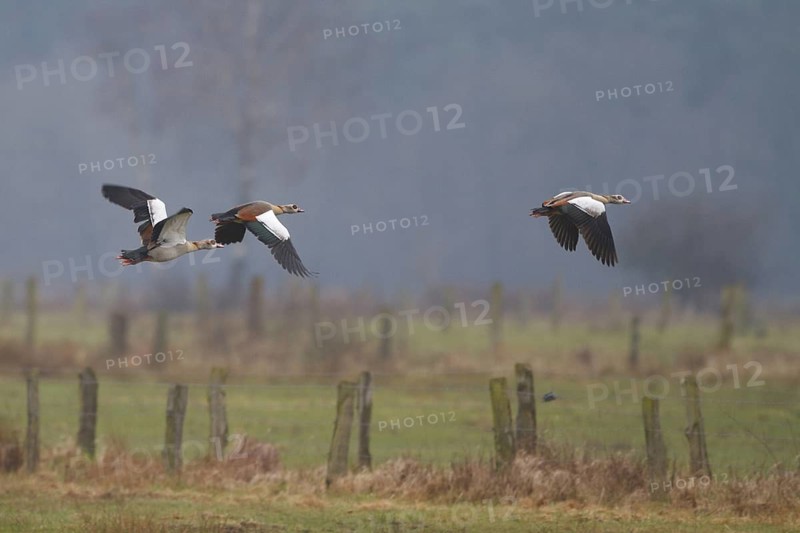 Egyptian Goose (Alopochen aegyptiaca) flying, North Rhine-Westphalia, Germany