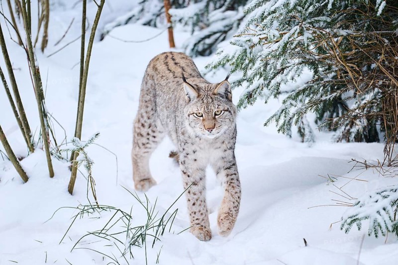 Eurasian lynx (Lynx lynx) walking in a snowy forest in winter, Bavaria, Germany