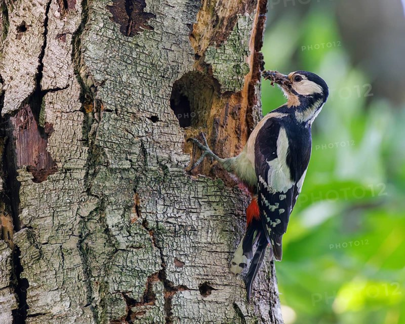 Great spotted woodpecker bringing food to the breeding den (Dendrocopos major), Germany