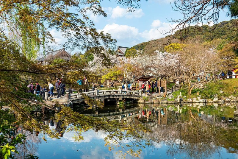 Bridge over Gourd Pond in Maruyama Park, cherry blossoms in spring, Kyoto, Japan