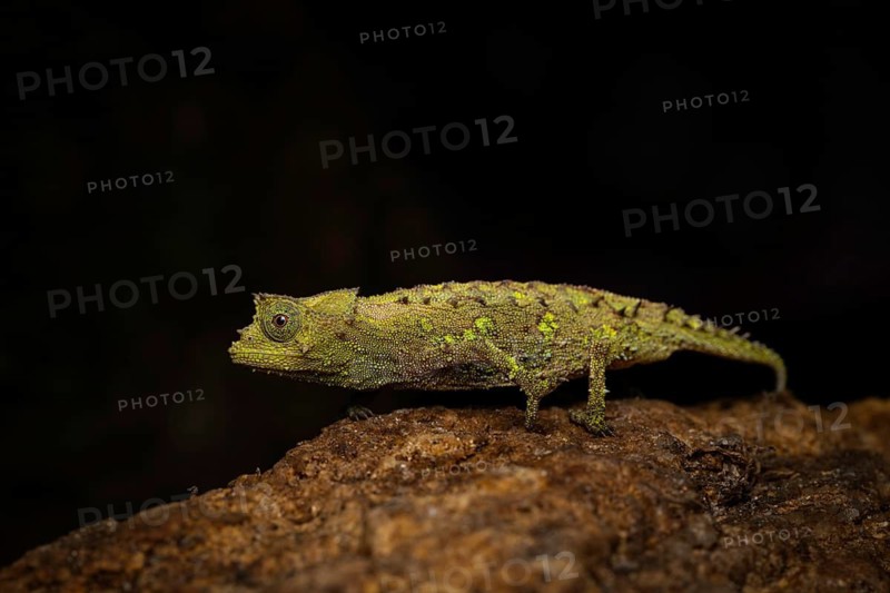 A female earth chameleon of the genus Brookesia vadoni in Marojejy National Park in north-east Madagascar