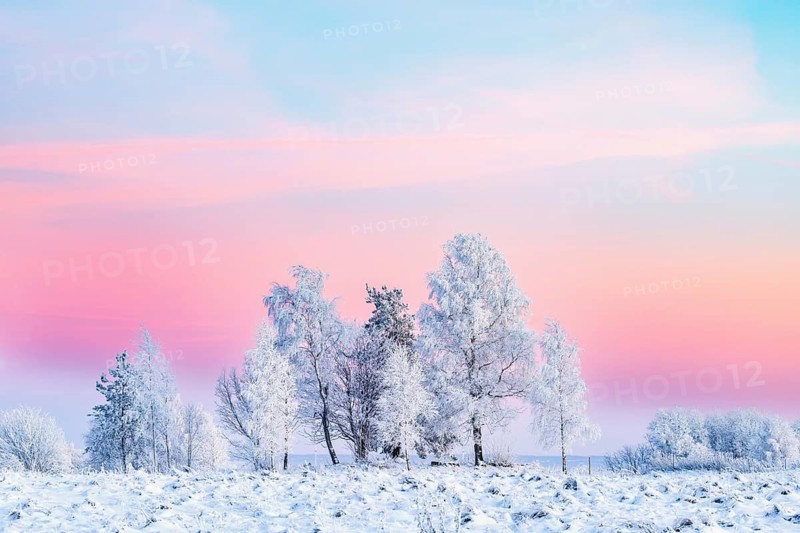 Grove of trees with hoarfrost on a moor at dusk with pink sky on a cold snowy winter evening