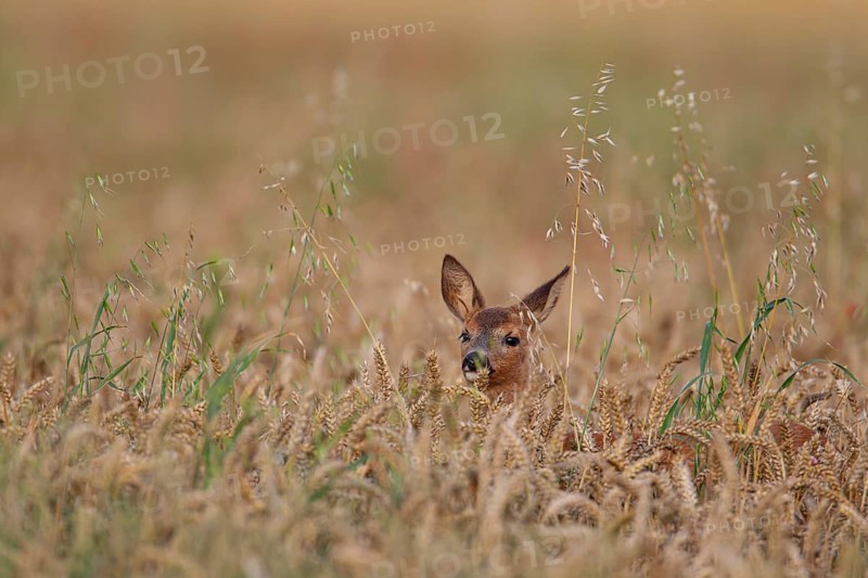 Roe deer (Capreolus capreolus) juvenile fawn in a farmland wheat field, Suffolk, England, United Kingdom