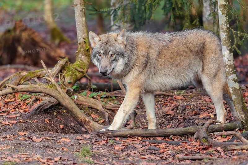 A young grey wolf (Canis lupus lupus) stands in the forest on an overcast day