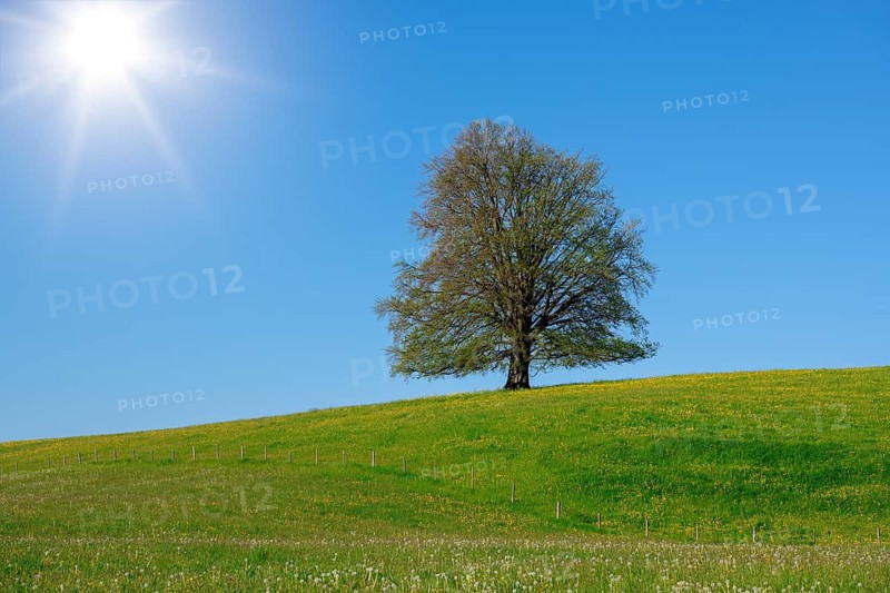 A single tree stands on a hill under a clear blue sky with bright sunshine, copper beech (Fagus sylvatica) near Füssen, Ostallgäu, Allgäu, Bavaria, Germany