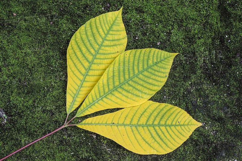 Shrub chestnut (Aesculus parviflora, autumn foliage, Speyer, Rhineland-Palatinate, Germany