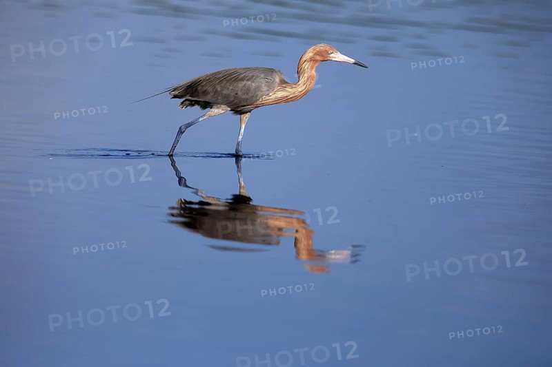 Reddish Egret (Egretta rufescens), adult, in water, foraging, hunting, alert, Merritt Island, Black Point Wildlife Drive, Florida, USA, North America