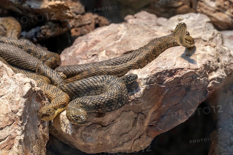 Aesculapian snake (Zamenis longissimus), Alpine Zoo, Innsbruck, Tyrol, Austria