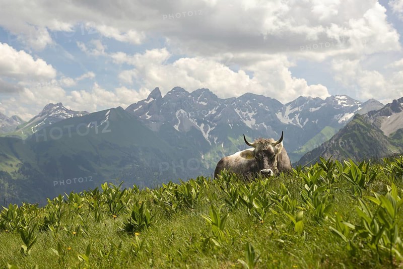 Allgäu brown cattle (Bos primigenius taurus) on the Fellhorn, behind them the Allgäu main ridge with Trettachspitze, Mädelegabel, Bockkarkopf and Hochfrottspitze, Allgäu Alps, Allgäu, Bavaria, Germany