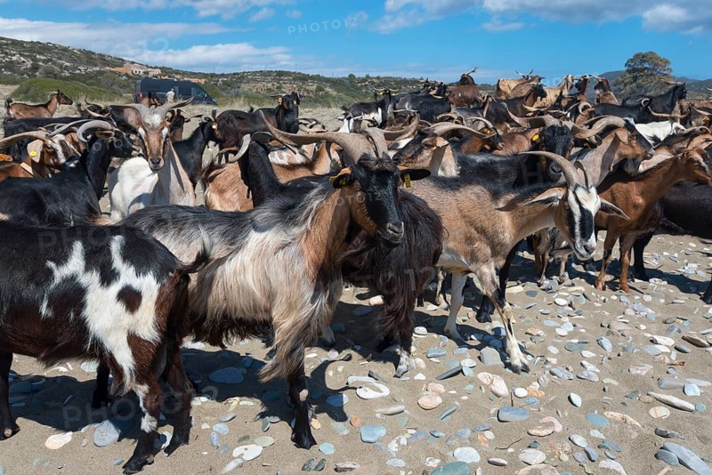 Large herd of goats on a sandy beach with rocks and blue sky, Paralia Charakia, Harakia beach, Paralia village, Mani, Laconia, Laconia, Peloponnese, Greece