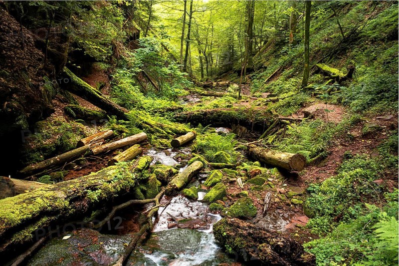 A stream in the Wolfsschlucht (Wolf Gorge) in the Odenwald. Zwingenberg, Neckar-Odenwald district, Baden-Württemberg, Germany
