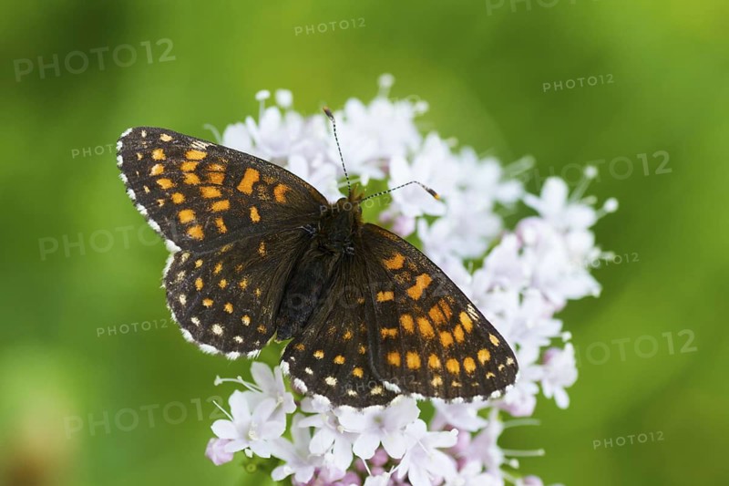 Melitaea diamina - False heath Fritillary - Baldrian-Scheckenfalter, Austria, imago