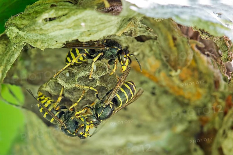 Common Wasp (Vespula vulgaris) workers building nest, Saxony-Anhalt, Germany