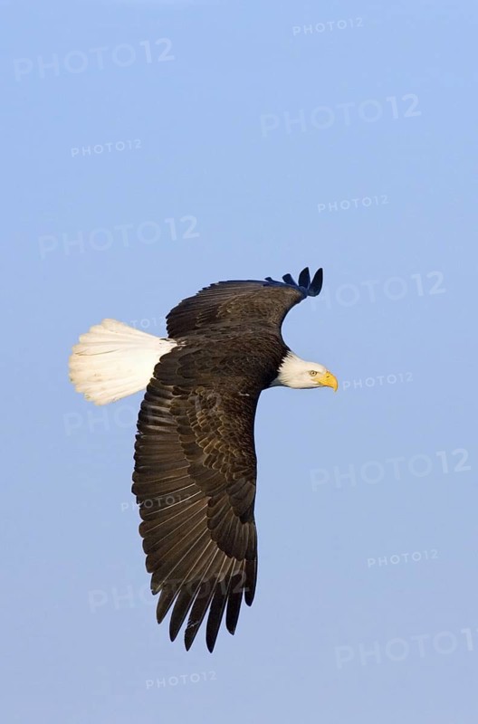 Bald Eagle Haliaeetus leucocephalus Homer, ALASKA, USA February Adult Accipitridae