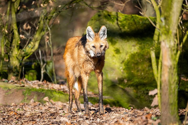 Maned wolf (Chrysocyon brachyurus) in a forest, captive, Germany