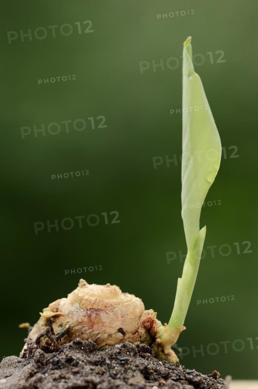 Turmeric or turmeric (Curcuma longa), rhizome and leaf shoot, spice and medicinal plant, North Rhine-Westphalia, Germany