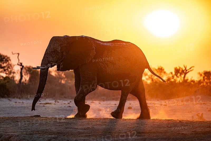 African elephant (Loxodonta africana), sunset, Savuti, Chobe National Park, Botswana