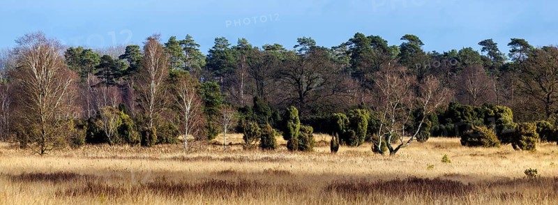 Landscape in the Elmpter Schwalmbruch, Niederkrüchten, North Rhine-Westphalia, Germany