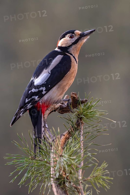 Great spotted woodpecker (Picoides major), on a branch, Terfens, Tyrol, Austria