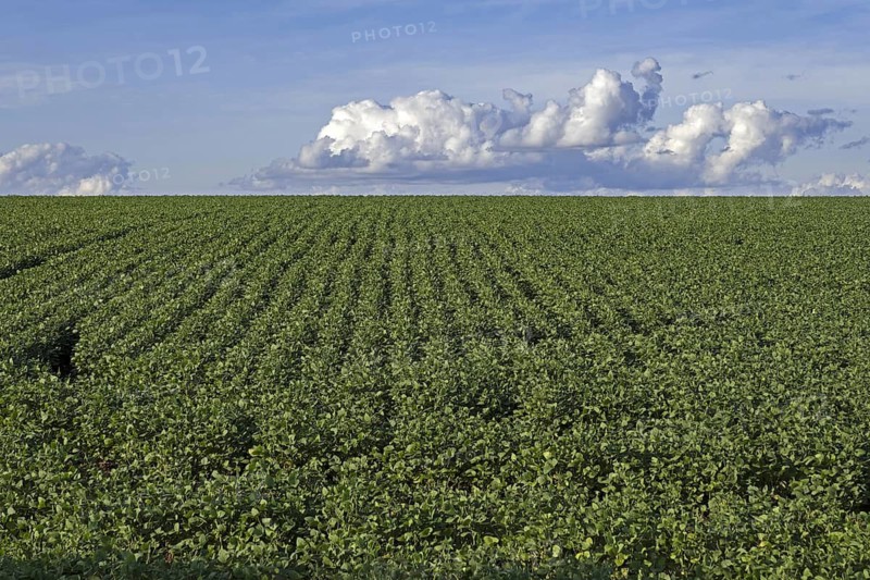 Soybean field for the production of soyabeans, soya beans in rural Alto Paraná, Paraguay