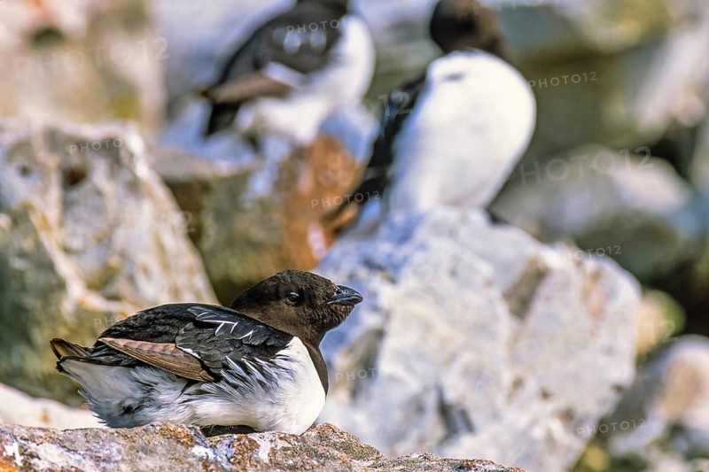 Little auk (Alle alle) resting on a rock in the arctic region, Svalbard, Norway