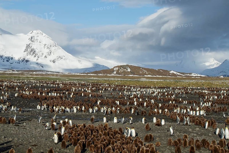 King Penguin (Aptenodytes patagonicus) perched on a rocky beach on South Georgia Island