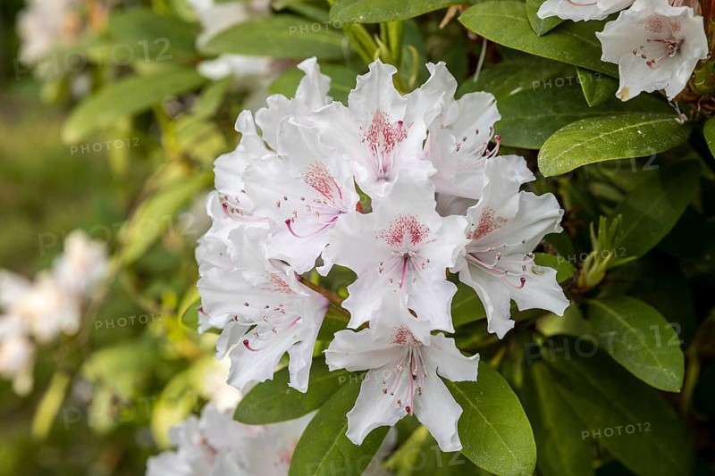 White blossoms on a rhododendron, Thürmsdorf Castle Park, Struppen, Saxon Switzerland, Saxony, Germany