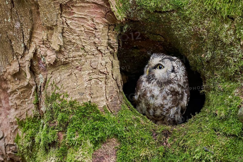 Great Horned Owl (Aegolius funereus) Bavaria, Germany