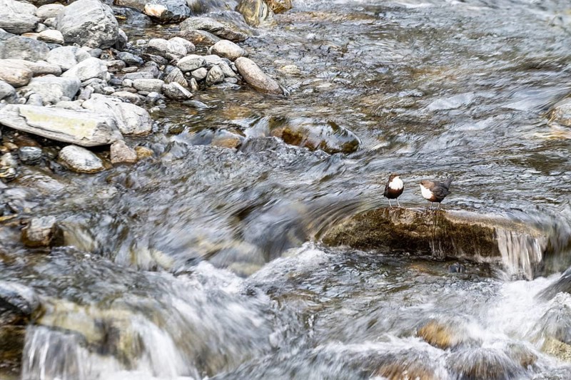 White-throated Dipper (Cinclus cinclus), Tyrol, Austria