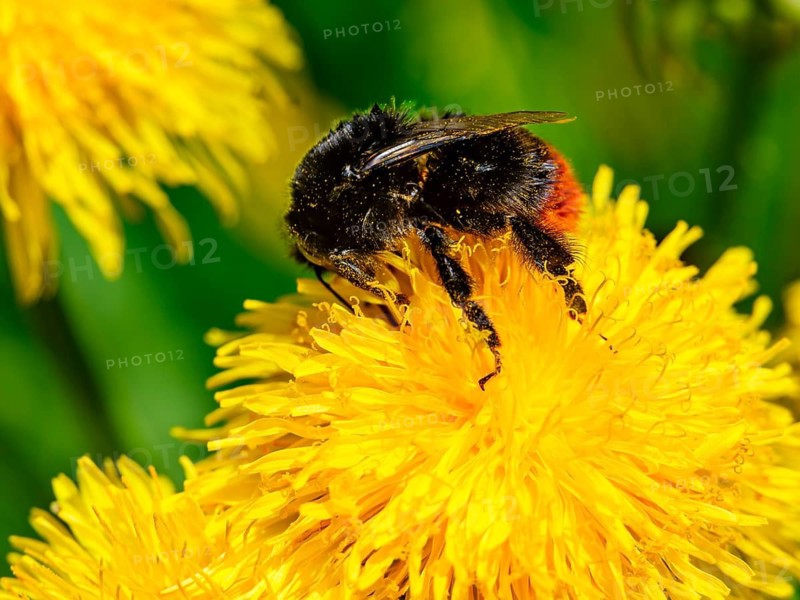 Field bumblebee (Bombus pascuorum) collects pollen in the flower of a dandelion (taraxacum), Bischofswiesen, Berchtesgadener Land, Bavaria, Germany