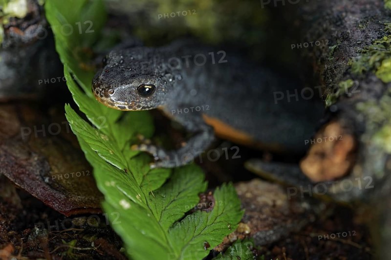 Alpine newt on a wet ground. leaves and lichens. Hessen, Germany