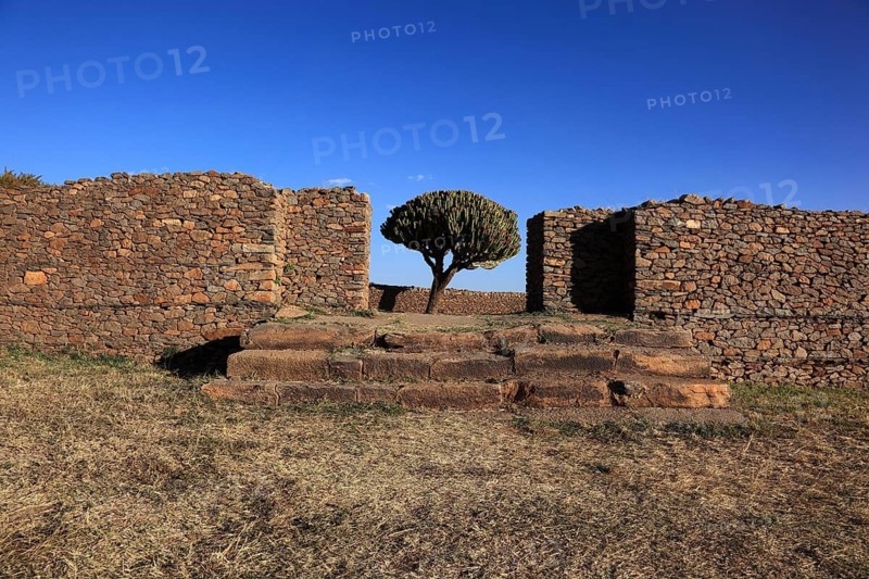 Ruins of the Palace of the Queen of Sheba near Axum, Aksum, Dongur Palace, Euphorbia candelabrum, Euphorbia tree, spurge, Ethiopia