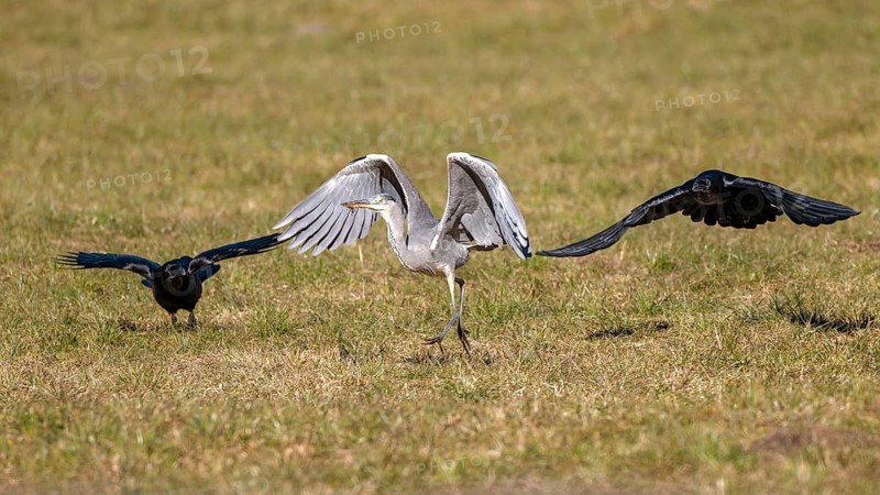 Grey heron (Ardea cinerea) and common raven (Corvus corax), the two ravens try to chase away the grey heron's prey, but instead of a mouse, the latter has only caught a tuft of grass, Münster, Tyrol, Austria