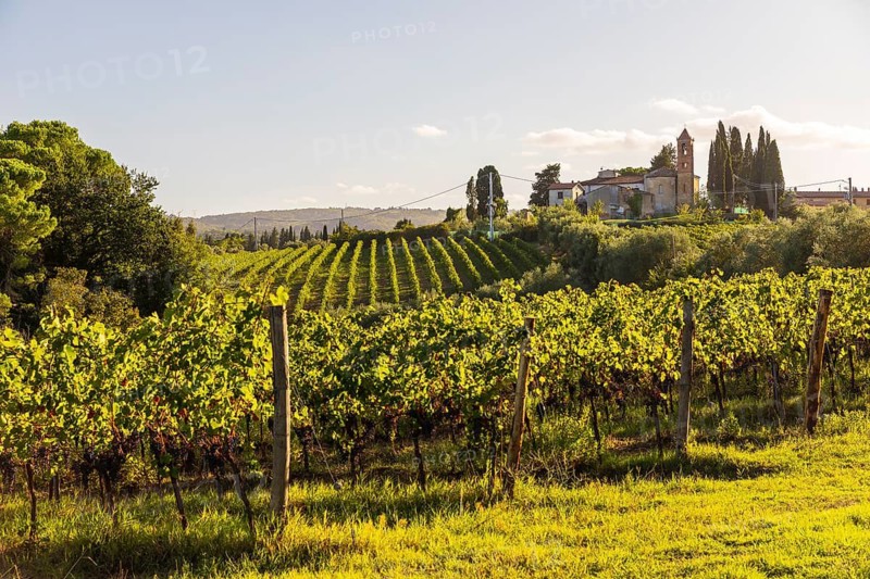 Novice monastery Convento Canonica on a hill surrounded by vineyards, San Gimignano, Tuscany, Province of Siena, Italy
