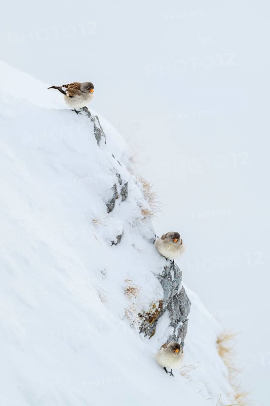Snowfinches (Montifringilla nivalis) in winter, Hafelekar, Karwendel mountains, Tyrol, Austria