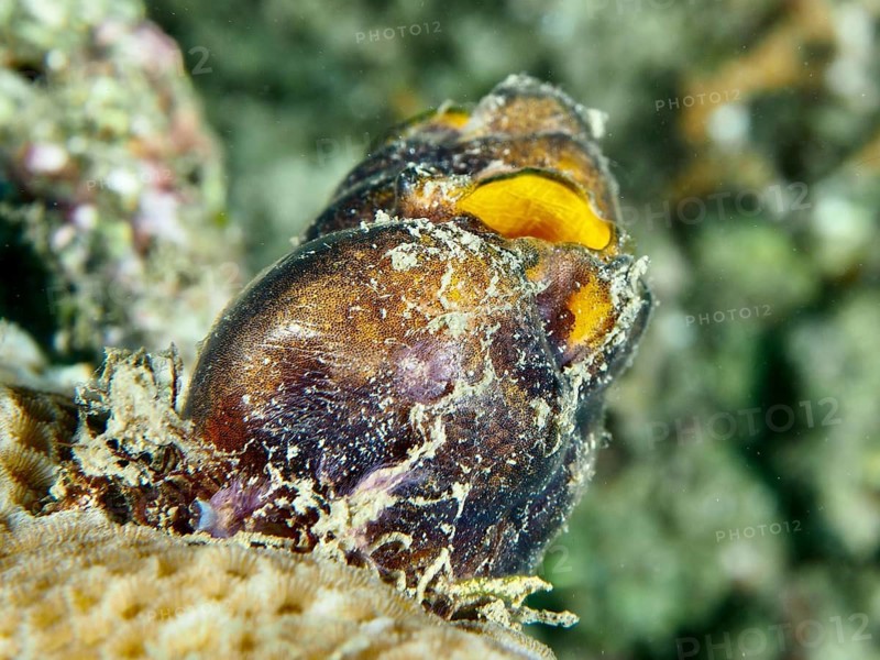 Close-up of a golden sea squirt (Polycarpa aurata) with orange-yellow openings on a coral reef, dive site Prapat, Penyapangan, Bali, Indonesia