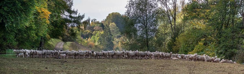 A herd of Merinoland sheep in a pasture fence in a valley in Franconian Switzerland, Thuisbrunn, Upper Franconia, Bavaria, Germany