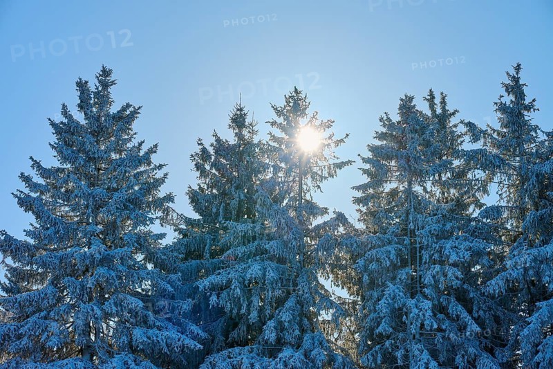 Snow-covered spruce trees backlit by the sun against a clear sky, winter, Wasserkuppe, Gersfeld, Rhön, Hesse, Germany