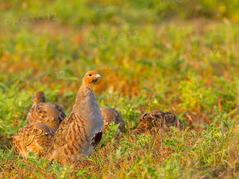 Gray partridges (Perdix perdix), family group (chain) on a fallow land, Solms, Hesse, Germany